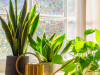 7 cây cảnh có thể giúp làm sạch không khí trong nhà