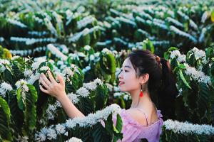 Mê mẩn mùa hoa cà phê nở trắng trời, thơm nức ở Tây Nguyên